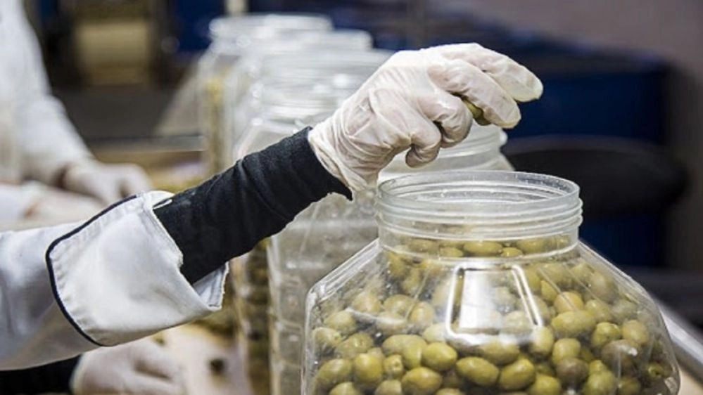 Abron Rasht olive processing Abron Rasht olive processing